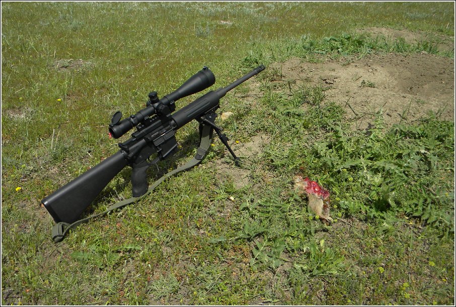 what is the best rifle for prairie dog hunting